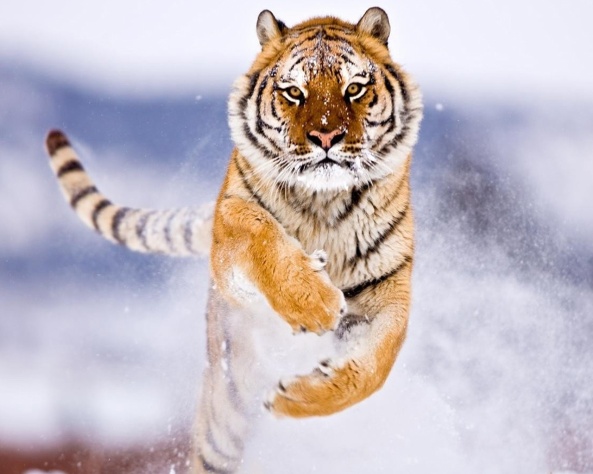 amur_tiger_in_snow-1280x1024